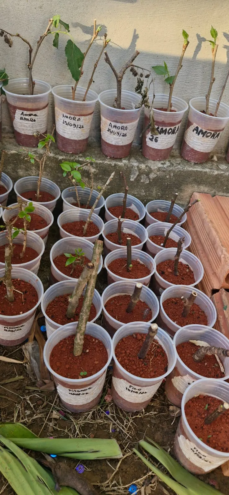 Mudas de amora em copos identificados com etiqueta
